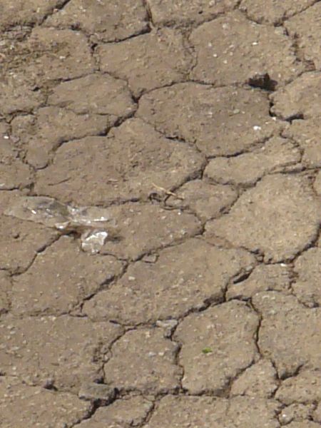 Brown asphalt, cracked into many small, dried areas. Small areas of trash debris and crumbling rock are also visible.